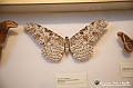 VBS_1076 - Riapre il Museo di Scienze Naturali dopo dieci anni di chiusura